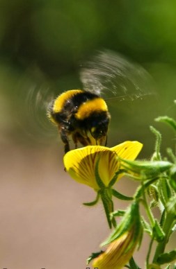 bee