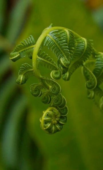 fern